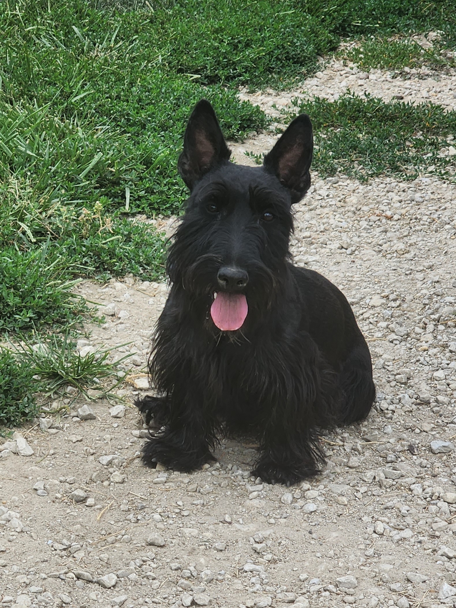 Maria - Scottish Terrier