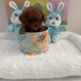 Green - Red  male Poodle puppy in Bakersfield, California from Pups and Paws Toy Poodles