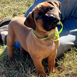 Green female - Red female Boerboel puppy in Rockford, Illinois from Adoraboerboels