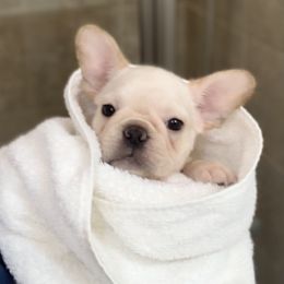 French Bulldog, Goldendoodle, and Golden Retriever Puppies from Crystal Coast Kennels, LLC