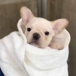 French Bulldog, Goldendoodle, and Golden Retriever Puppies from Crystal Coast Kennels, LLC
