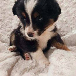SNICKERS - Black tri Miniature Australian Shepherd puppy in Olton, Texas from Rejino Mini & Toy Aussies