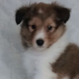 Shetland Sheepdogs from Sheltie Puppies