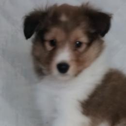 Shetland Sheepdogs from Sheltie Puppies