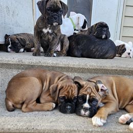 Boxer Puppies from WildRiver Boxers