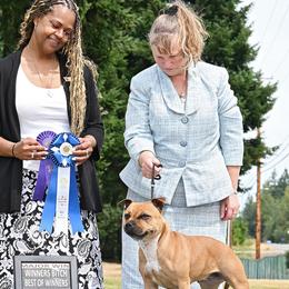 Staffordshire Bull Terriers from Stumptown SBTs