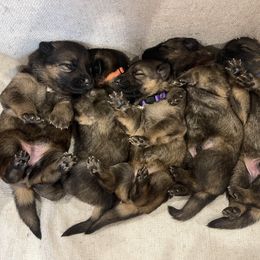American Corgi and German Shepherd Puppies from Grace Ridge Shepherds and Corgis