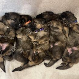 American Corgi and German Shepherd Puppies from Grace Ridge Shepherds and Corgis