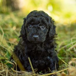 Poodle Puppies from Northwest pets Poodles