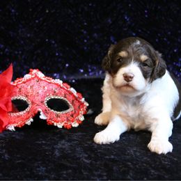 Latte - Red phantom female Aussiedoodle puppy in Springfield, Missouri from Aspen River Doodles