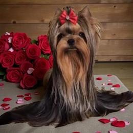 Diva - Yorkshire Terrier