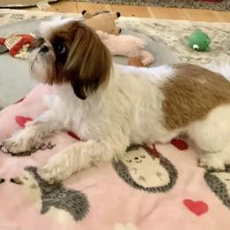 Shih Tzu Puppies from Willow Lane Shih Tzus