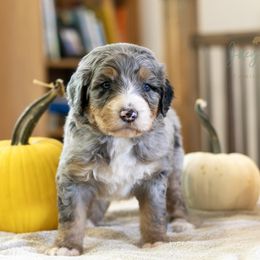 Reeses - Blue merle male Bernedoodle puppy in Eureka, Illinois from Joley Aire Family Dogs