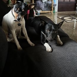 Rat Terrier Puppies from Haiku Rat Terriers