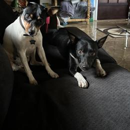 Rat Terrier Puppies from Haiku Rat Terriers