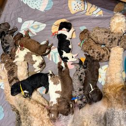 Flint - Merle male Saint Berdoodle puppy in Beach, North Dakota from Badland St. Berdoodles LLC