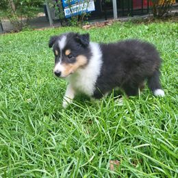 Miss America - Black white and tan female Collie puppy in Buchanan, Georgia from Lacey's Lassies