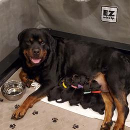 Rottweiler Puppies from Winter's Fate Kennels