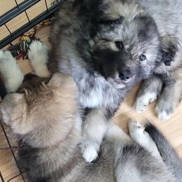 Native American Indian Dog Puppies from Turtle Island NAIDs