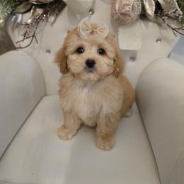 Lucy - Apricot female Maltipoo puppy in Washington from Mt.BakerPoodles&Doodles