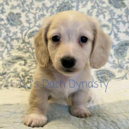 CHANCE 3800 - Cream male Dachshund puppy in Gatesville, Texas from CJ's Dach Dynasty