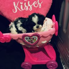 Lilly - Shichon puppy from Angie’s Teddy Bear Puppies Minnesota