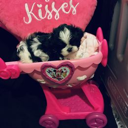 Lilly - Shichon puppy from Angie’s Teddy Bear Puppies Minnesota