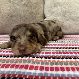 Bruno - Chocolate and tan male Dachshund puppy in Stilwell, Oklahoma from B & K Dachshunds