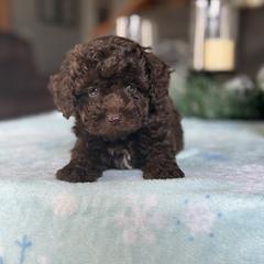 Mini labradoodle Leo - Brown male Double Doodle puppy in Millersburg, Ohio from T Sanctum