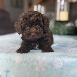 Mini labradoodle Leo - Brown male Double Doodle puppy in Millersburg, Ohio from T Sanctum