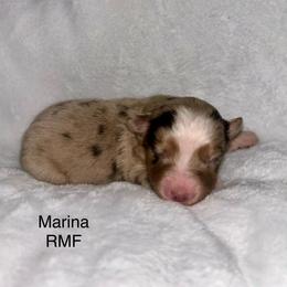Marina - Red merle female Miniature Australian Shepherd puppy in Roseville, California from Golden State Mini Aussies