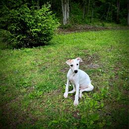 Cupid - White and fawn male Whippet puppy in Oneida, Tennessee from Saving Grace
