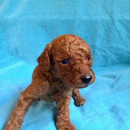 Julian - Red  male Poodle puppy in Colerain, North Carolina from Lisa's Poodles