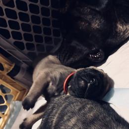 Red collar - Fawn female Mastiff puppy in Lincolnton, North Carolina from Little Mountain Mastiffs