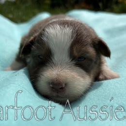 Girl 1 - Red tri-color female Australian Shepherd puppy in Lowell, Indiana from Bearfoot Aussies and Tollers