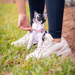 Olive 9,600 charting 2,5 lb - Black and white female Chihuahua puppy in Jacksonville, Florida from Petits Chihuahuas