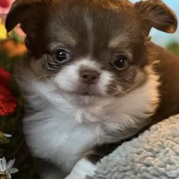 Chihuahua Puppies from Home Grown Chihuahuas From Iowa