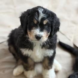Blaze - Tri-color male Bernedoodle puppy in Phelan, California from PuppyPaws4U