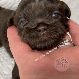 Shih Tzu Puppies from Shurbeez Shih Tzu