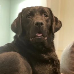 Raven - Labrador Retriever