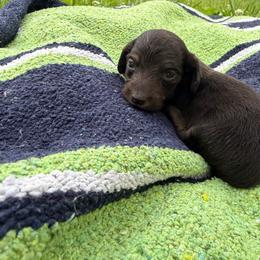 Black Tan boy - Black and tan male Dachshund puppy in Cattaraugus County, New York from H&C’s Dachshunds and Retrievers