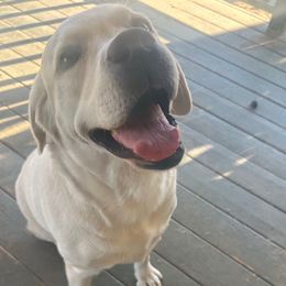 Zena (violet) - Yellow female Labrador Retriever puppy in Live Oak, California from Blanco Labradors