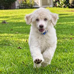 (Big Daddy) Dark Blue Collar Male - White male Poodle puppy in Screven, Georgia from Dreamland Standard Poodles