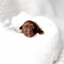 Morgana - Chocolate female Goldendoodle puppy in Springville, Utah from Happy Doodle