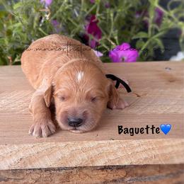 Baguette - Cream male Goldendoodle puppy in Lancaster, Minnesota from North Star Dog Training
