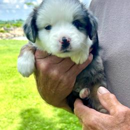 S'mores - Blue merle male Toy Australian Shepherd puppy in Bristow, Iowa from Pine Ridge Toy and Mini Aussies