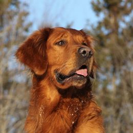 Golden Retrievers from 8 Mile Golden Retriever