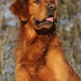 Golden Retrievers from 8 Mile Golden Retriever