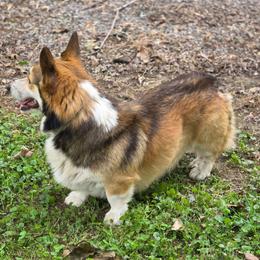 Danny - Sable male Pembroke Welsh Corgi puppy in Charleston, Arkansas from Hilltop Corgis