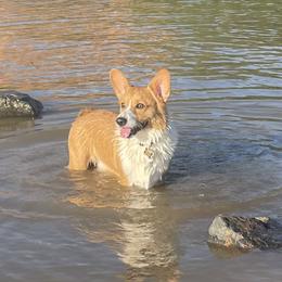 Copper - Pembroke Welsh Corgi